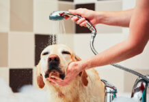 10 Best Dog Shower Head Reviews 2025 | Tips and Guide Best Dog Shower Head