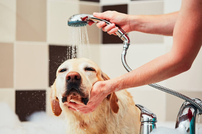 Best Dog Shower Head