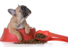 10 Best Food for French Bulldog Puppy Reviews and Tips Best Food for French Bulldog Puppy