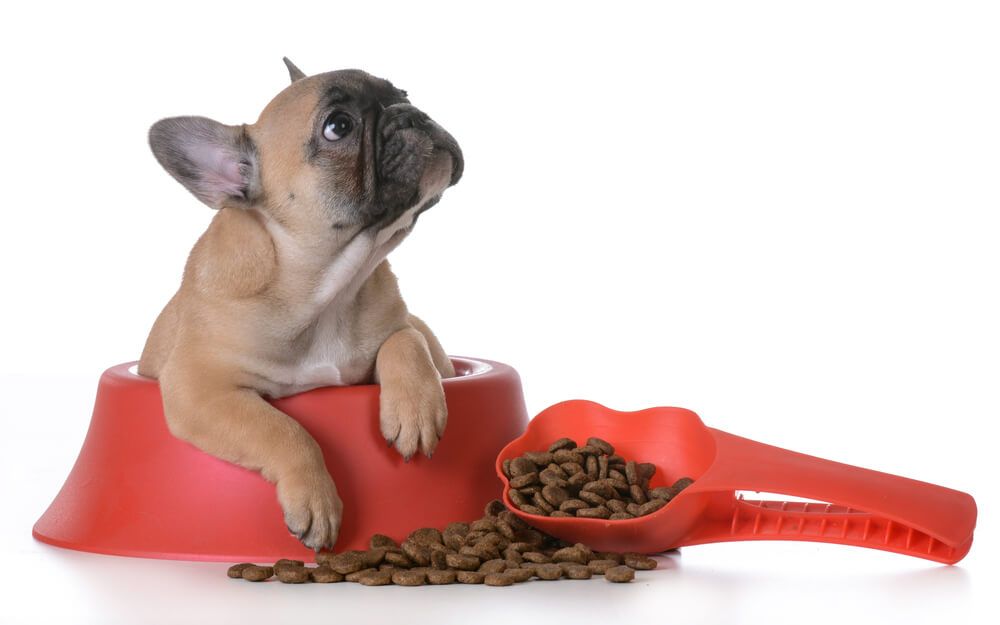 10 Best Food for French Bulldog Puppy Reviews and Tips