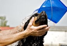 How To Give a Bath To The Dog Without a Showerhead? How to give a bath to the dog without a showerhead
