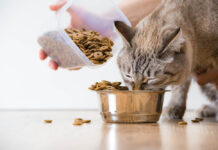 What Can I Feed My Cat With Teeth Problems? What can I feed my cat with teeth problems