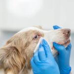 10 Best Dog Eye Wipes With Complete Buying Guide Best Dog Eye Wipes