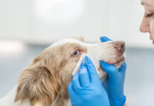 10 Best Dog Eye Wipes With Complete Buying Guide Best Dog Eye Wipes