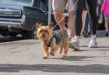 Best Leash For Dogs That Pull Reviews 2025 | Choose Right Leash Best Leash For Dogs That Pull