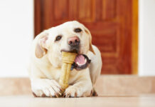 How Do You Make Homemade Dental Chews For Dogs? How Do You Make Homemade Dental Chews For Dogs