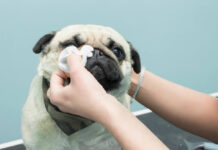 How To Use Dog Eye Wipes On My Dog? How To Use Dog Eye Wipes On My Dog