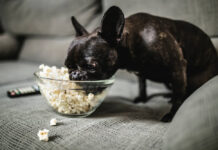 What Human Foods Can French Bulldogs Eat? What human foods can French Bulldogs eat