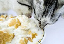 6 Best Cat Food for Older Cats with Bad Teeth Reviews Best Cat Food for Older Cats with Bad Teeth