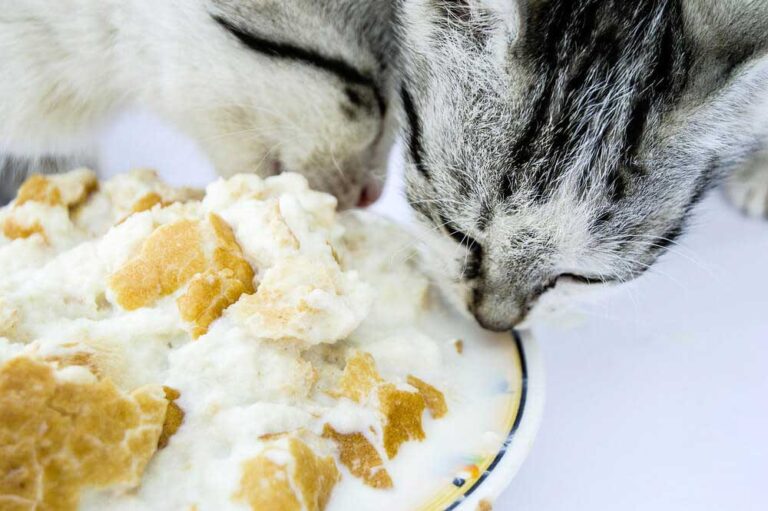 6 Best Cat Food for Older Cats with Bad Teeth Reviews