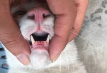 How Do You Know If Your Cat’s Teeth Hurt? How do you know if your cat teeth hurt