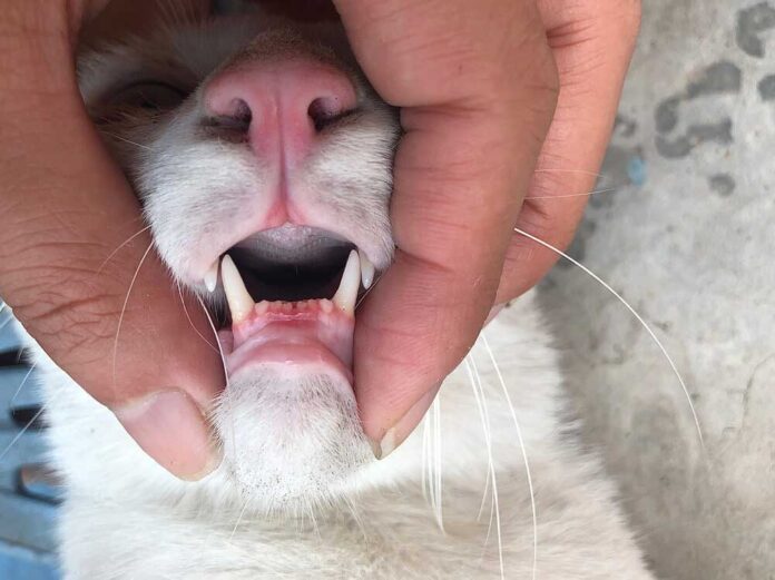 How do you know if your cat teeth hurt