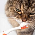 Tips For Keeping Your Older Cat’s Teeth Healthy Tips For Keeping Your Older Cat’s Teeth Healthy