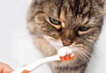 Tips For Keeping Your Older Cat’s Teeth Healthy Tips For Keeping Your Older Cat’s Teeth Healthy
