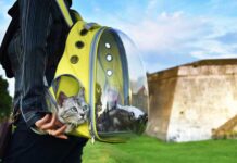Why Do Cats Love Backpacks? Why Do Cats Love Backpacks