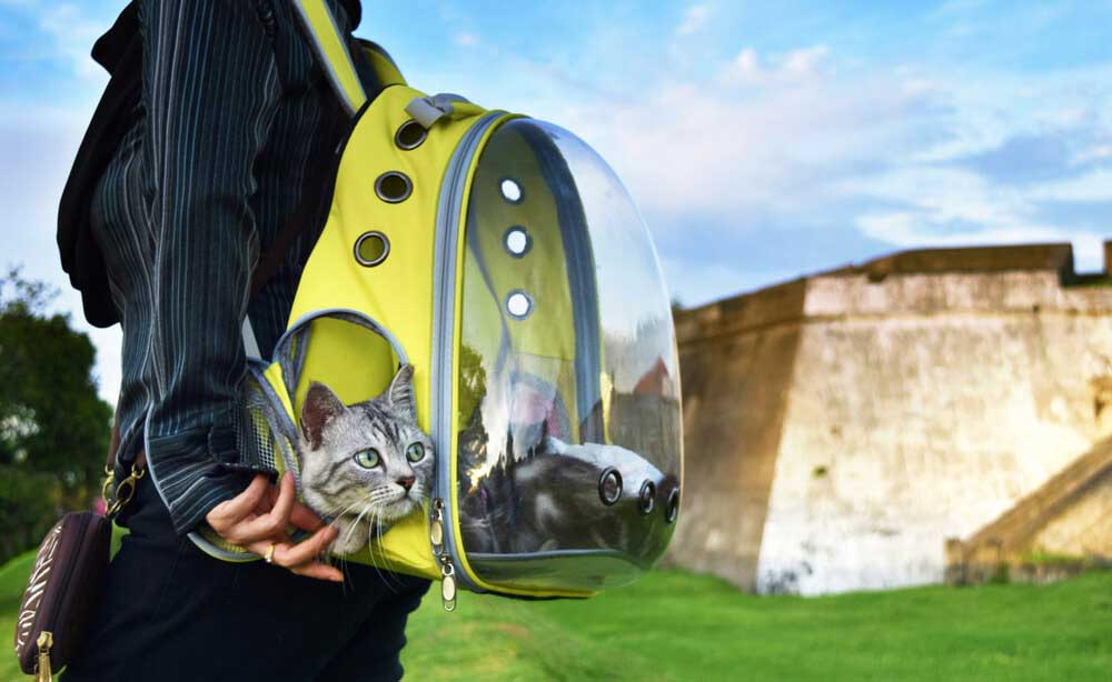 Why Do Cats Love Backpacks?