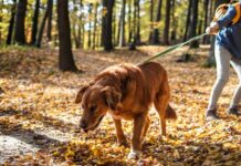 What Is The Best Way To Stop a Dog From Pulling On Lead? What is The Best Way to Stop a Dog From Pulling on Lead
