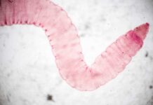 Which Tapeworm Medicine is For Cats? Which Tapeworm Medicine is For Cats