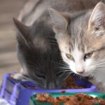 Is Wet Food Good For a Cat’s Teeth? Is Wet Food Good For a Cat’s Teeth