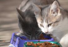 Is Wet Food Good For a Cat’s Teeth? Is Wet Food Good For a Cat’s Teeth