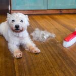 What Makes a Good Dog Hair Broom? What Makes a Good Dog Hair Broom