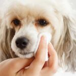 Why Should I Clean My Dog’s Eyes? Why Should I Clean My Dog’s Eyes