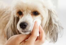 Why Should I Clean My Dog’s Eyes? Why Should I Clean My Dog’s Eyes