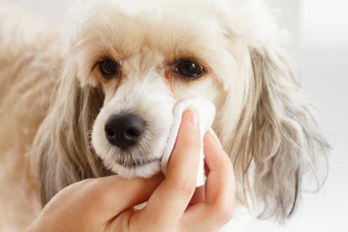 Why Should I Clean My Dog’s Eyes
